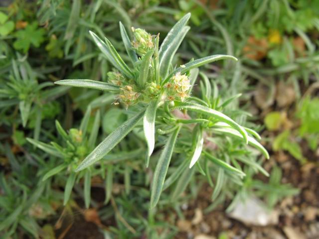 Plantago afra da confermare